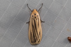 Tigrioides leucanioides