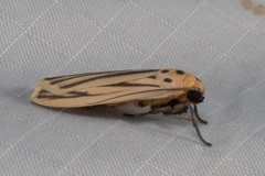 Tigrioides leucanioides