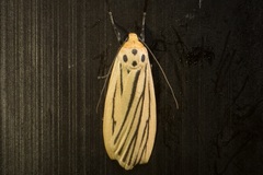 Tigrioides leucanioides