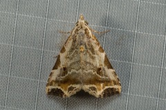 Oglasa sordidula
