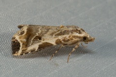 Oglasa sordidula