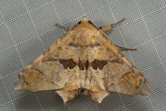 Semiothisops macariata