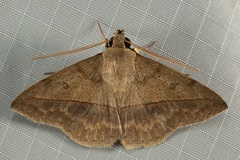 Ugia disjungens