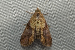 Lophoptera
