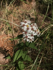 Aster lasiocladus