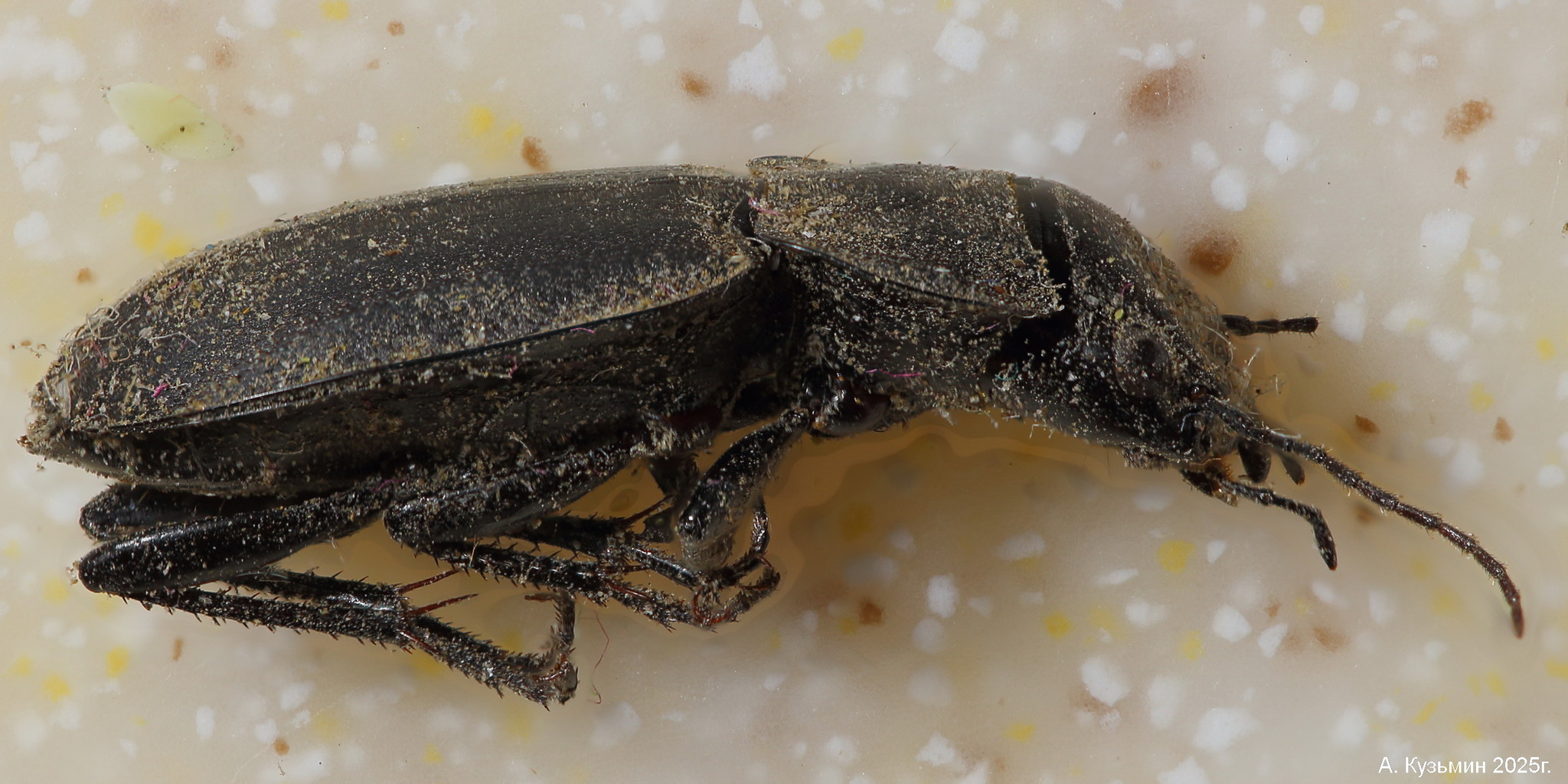 Жужелица Zabrus spinipes