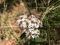 Aster lasiocladus