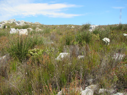 Image of Ceratocaryum caespitosum by (c) douglaseustonbrown, some rights reserved (CC BY-SA)