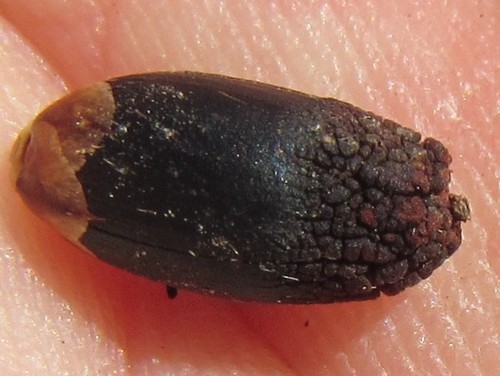 Image of Capped Arrowreed by (c) douglaseustonbrown, some rights reserved (CC BY-SA)