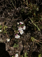 Euphrasia transmorrisonensis