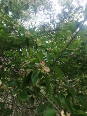 Wimmeria microphylla