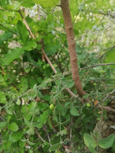 Crossopetalum uragoga (Crossopetalum uragoga)