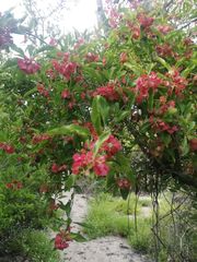 Wimmeria microphylla