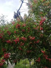 Wimmeria microphylla