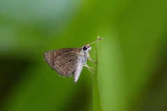 Aeromachus pygmaeus