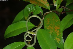 Ahaetulla mycterizans