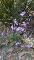 Prostanthera hirtula