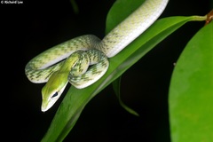 Ahaetulla mycterizans