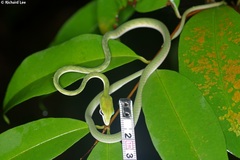 Ahaetulla mycterizans