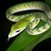 Malayan Green Whipsnake - Photo (c) venus5026, some rights reserved (CC BY-NC), uploaded by venus5026