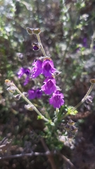 Prostanthera hirtula