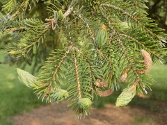 Picea jezoensis