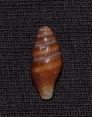 Austromitra volucra