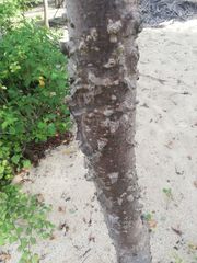 Amphipterygium glaucum