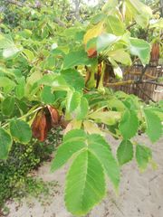 Amphipterygium glaucum