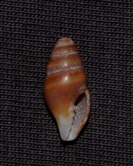 Austromitra volucra