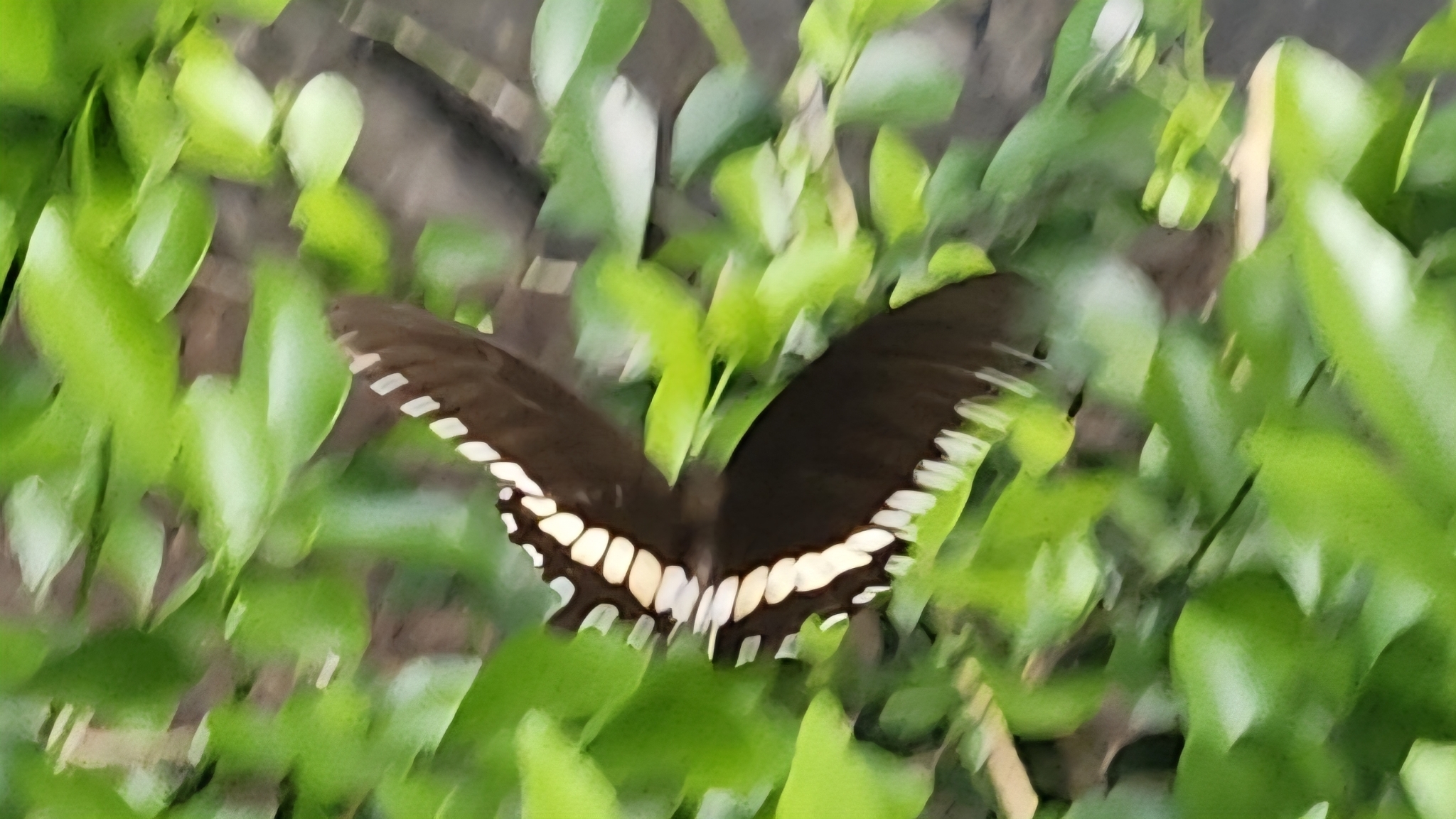 Common Mormon