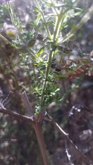 Prostanthera hirtula