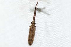 Tenomerga cinerea