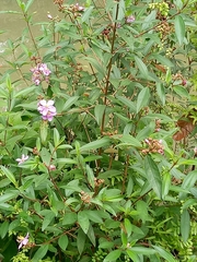 Melastoma malabathricum