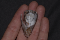 Conus papilliferus