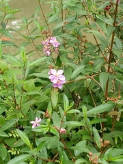 Melastoma malabathricum