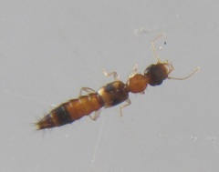Astenus guttulus