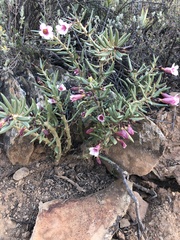 Pachypodium bispinosum