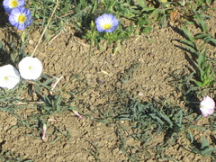 Convolvulus tricolor