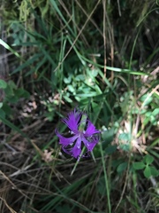 Dianthus pygmaeus