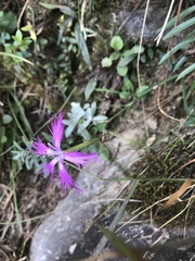 Dianthus pygmaeus