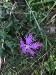 Dianthus pygmaeus