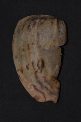 Amoria hunteri