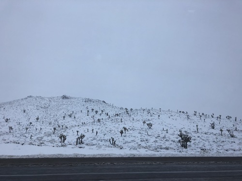 Joshua Tree