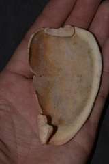 Amoria hunteri