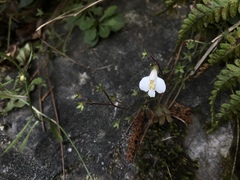 Mazus alpinus