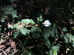 Mazus alpinus