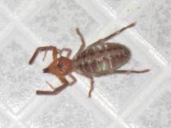 Ammotrechidae