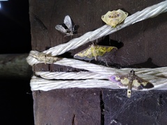 Ategumia matutinalis