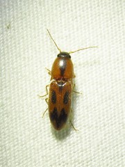 Aeolus scutellatus